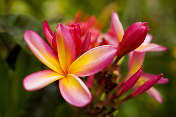 Fototapeta premium pink rainbow plumeria blossoms