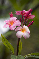 pink plumeria blossoms