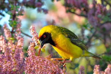 male masked weaver