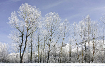 arboles con escarcha