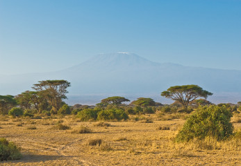 Fototapeta premium kilimanjaro góra przy wschodem słońca