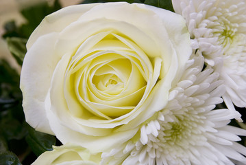 White rose and chrysanthemums