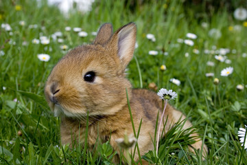 Fototapeta premium Easter Rabbit