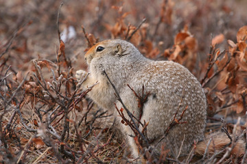 Arctic suslik