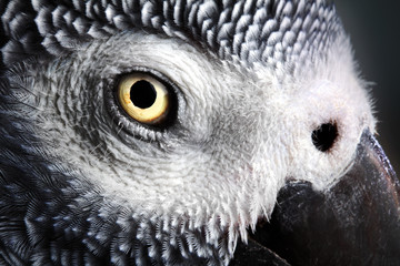 Fototapeta premium African Grey Parrot