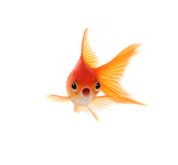 Shocked Goldfish Isolated on White Background