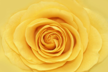 Yellow rose romantic background