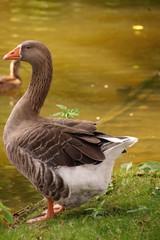 A goose at the waterfront