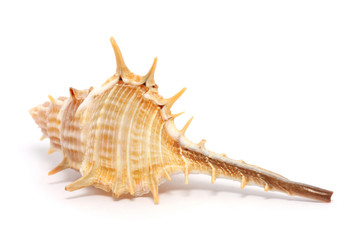 Thorn Conch Shell