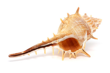 Thorn Conch Shell