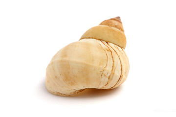Spiral Seashell