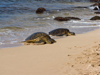 turtles on the beach