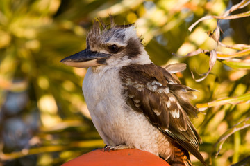 Australian Kookaburra