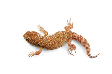 An African common barking gecko (Ptenopus garrulus) on white