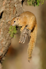 Tree squirrel (Paraxerus cepapi), Kruger N/P, South Africa