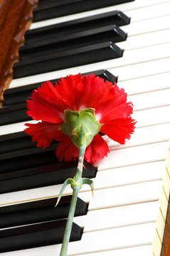 Romantic concept - Red carnation on piano keys