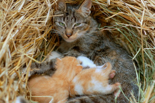Katzen - Mama mit Jungtieren