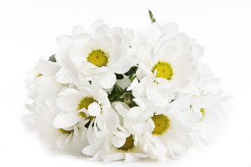Fototapeta na wymiar Chrysanthemum isolated on white background