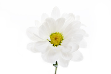 Chrysanthemum isolated on white background