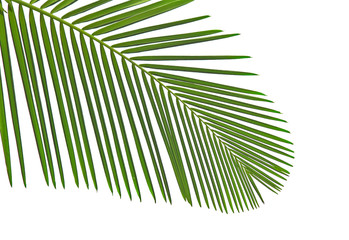 Obraz premium Leaves of palm tree