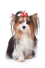 Yorkshire terrier puppy on white