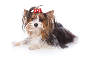 Yorkshire terrier puppy on white