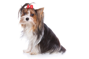 Yorkshire terrier puppy on white