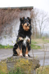 Seitenblick eines Hundes