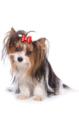 Yorkshire terrier puppy on white