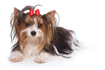 Yorkshire terrier puppy on white
