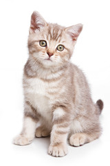 British kitten on white background