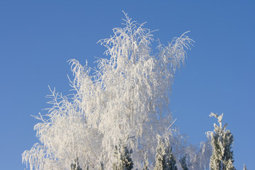 l'arbre blanc