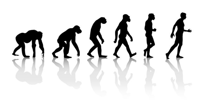 Darwin - Théorie de l'évolution singe homme