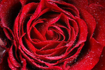 Macro-Iimage of dark red Rose with water droplets