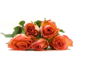 Roses isolated on white. space for text