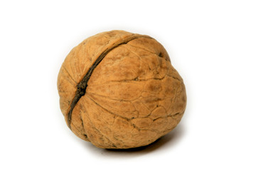 Walnut