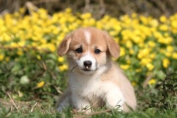 Craquant petit Welsh Corgi à la campagne