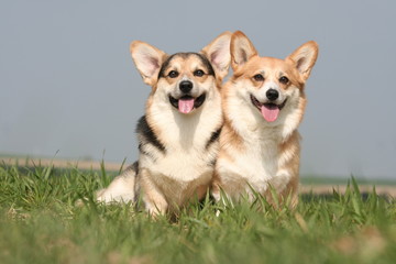 Couple de Welsh Corgi côte à côte