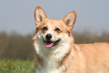 Portrait du gentil Welsh Corgi