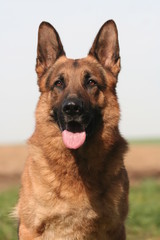 Beau Berger Allemand en portrait de face