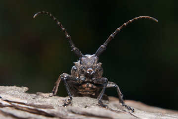 Lamia capricorn beetle