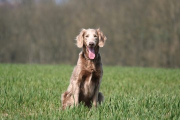 pose joyeuse du braque de weimar dans un champ