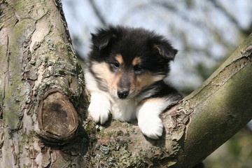 position instable du chiot colley grimpé sur un arbre