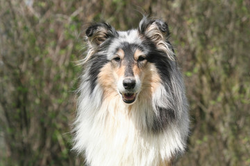 le portrait du colley a poil long