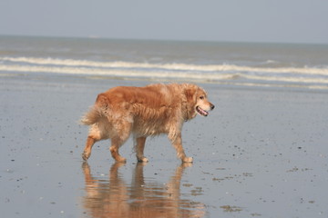 chien seul errant sur la plage