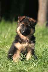 adorable chiot berger allemand vu de face