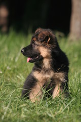 chiot berger allemand vu de profil dans le jardin