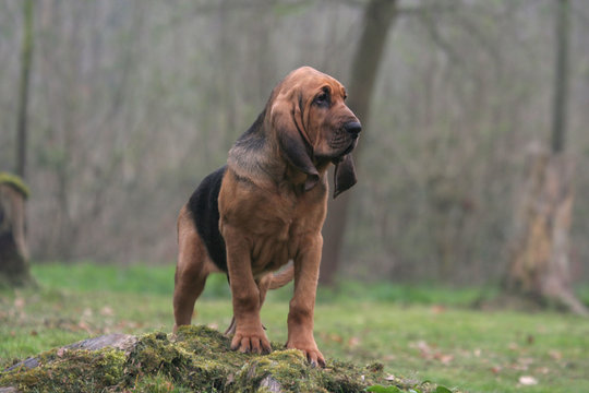 la pose fi&egrave;re du jeune saint hubert en foret