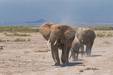 Fototapeta na wymiar Rodzina słonia