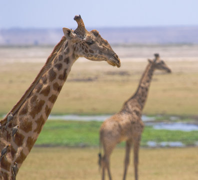 giraffes in amboseli national park, kenya